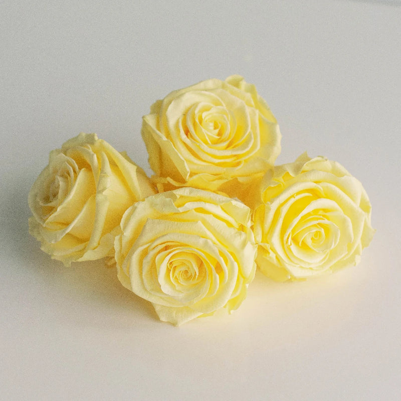 Preserved Pale Yellow Rose Apron - Image