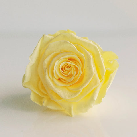 Preserved Pale Yellow Rose Close Up - Image