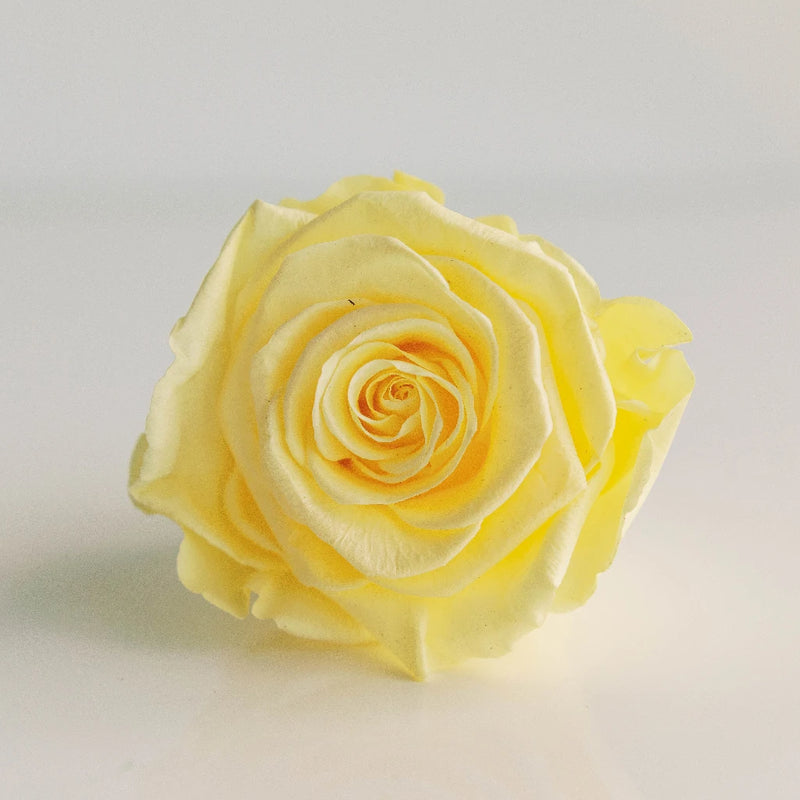 Preserved Pale Yellow Rose Close Up - Image