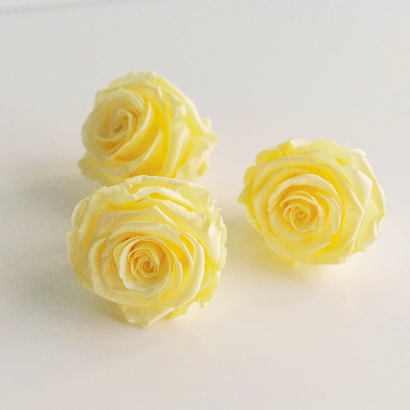 Preserved Pale Yellow Rose Stem - Image