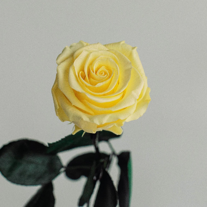Preserved Pale Yellow Rose Vase - Image