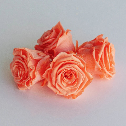 Buy Wholesale Preserved Peach Roses in Bulk - FiftyFlowers