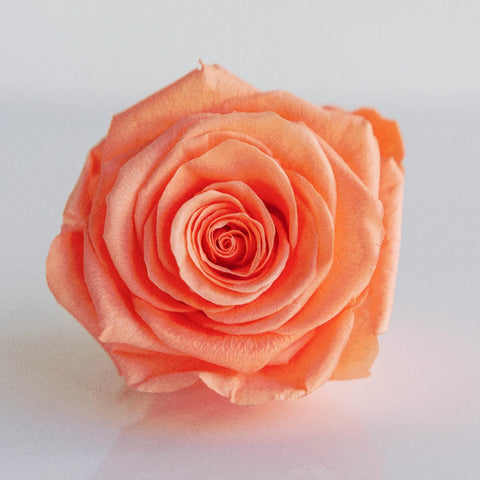 Preserved Peach Rose Close Up - Image