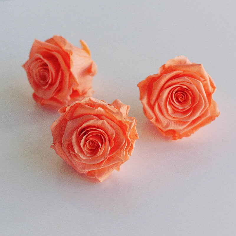Preserved Peach Rose Stem - Image
