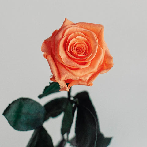 Preserved Peach Rose Vase - Image
