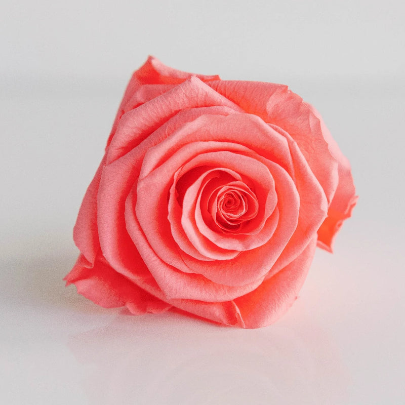 Preserved Pearl Touch Coral Rose Close Up - Image