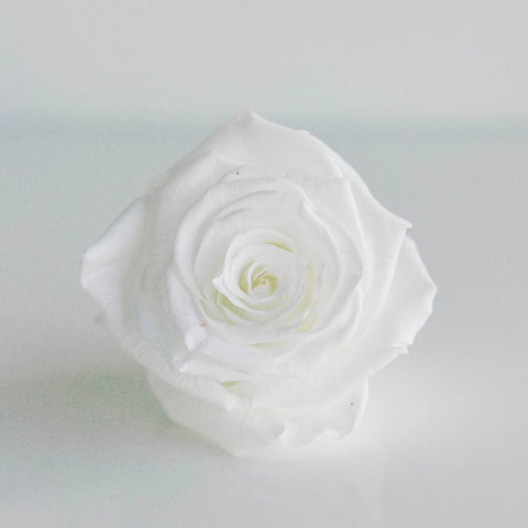 Preserved Pure White Rose Close Up - Image