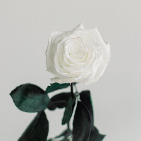 Preserved Pure White Rose Vase - Image