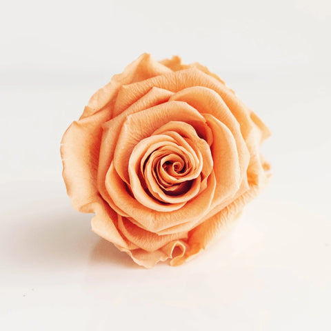 Preserved Rose Peach Close Up - Image