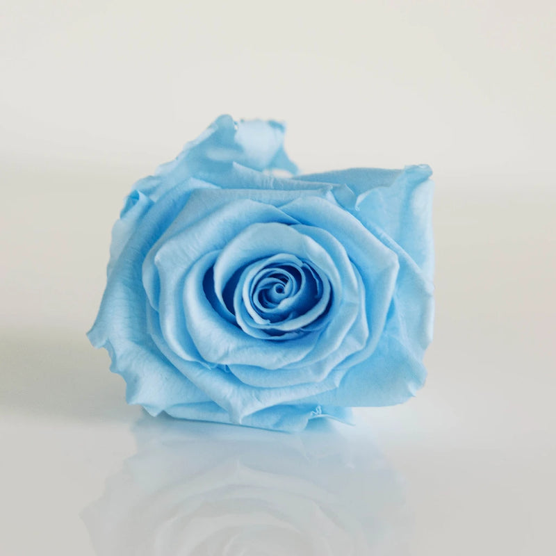 Preserved Roses Light Blue Close Up - Image