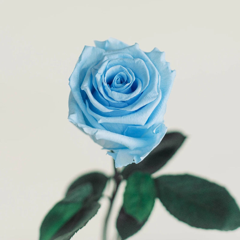 Preserved Roses Light Blue Vase - Image