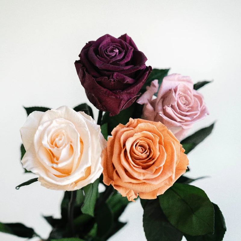 Preserved Rosey Sunset Mix Stem - Image