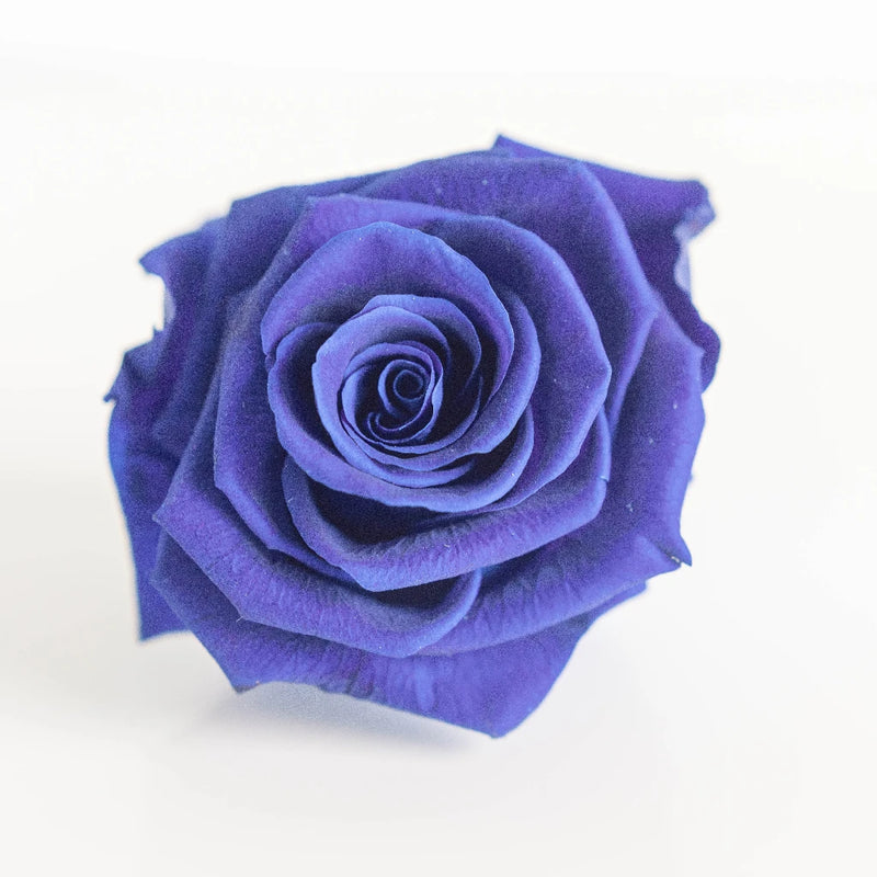 Preserved Simple Blue Rose Close Up - Image