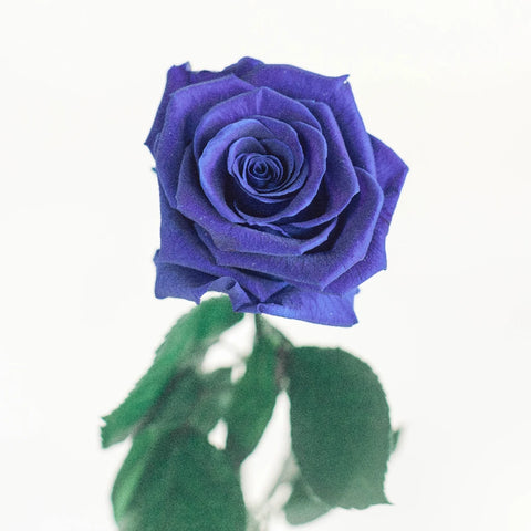 Preserved Simple Blue Rose Vase - Image