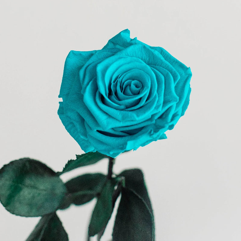 Tiffany Blue Preserved Rose in Heart Tipped Glass Dome – espoirboston