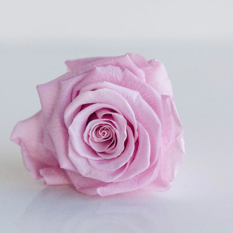 Preserved Vintage Pink Rose Close Up - Image