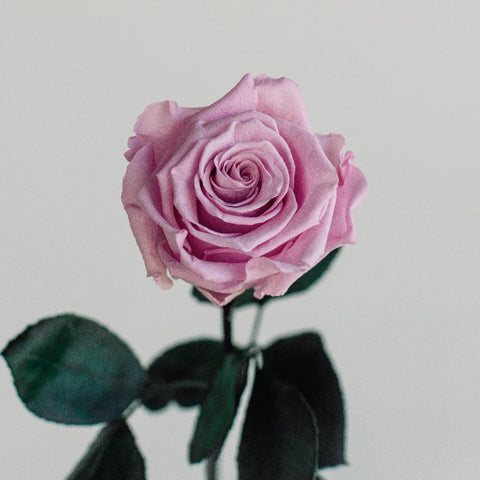Preserved Vintage Pink Rose Vase - Image