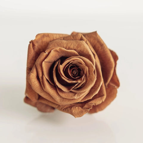 Preserved Warm Taupe Rose Close Up - Image
