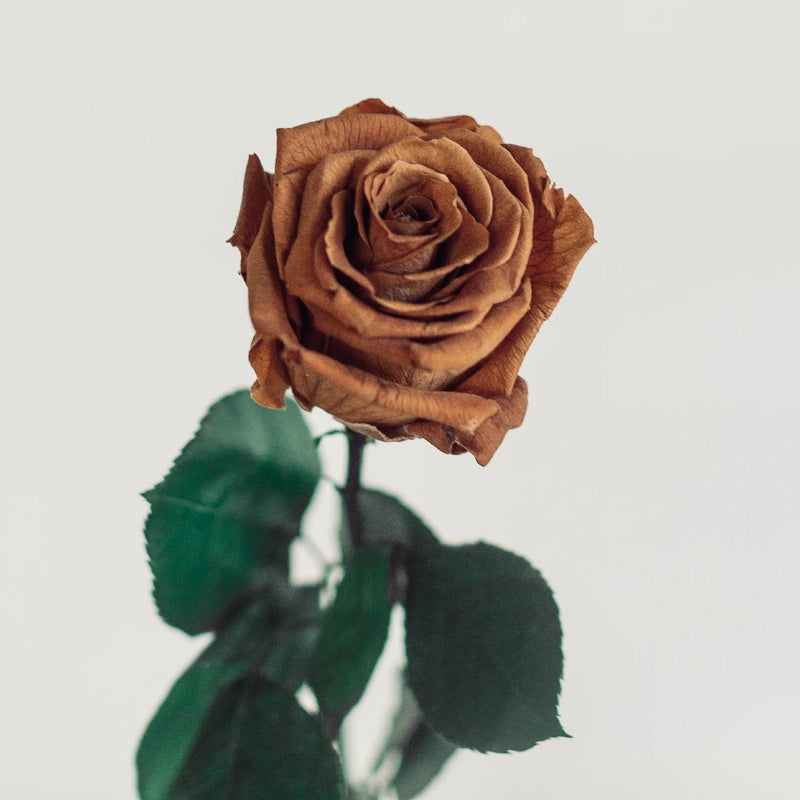 Preserved Warm Taupe Rose Vase - Image