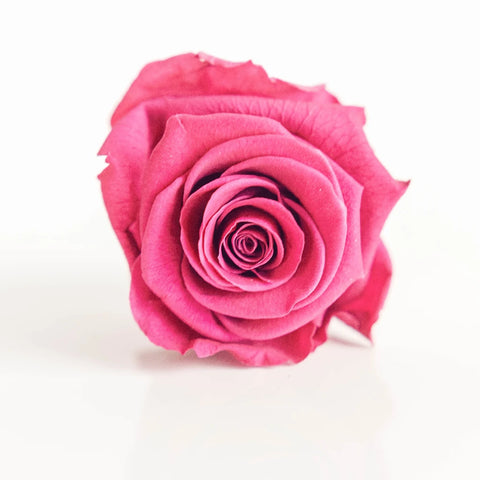 Preserved Wine Rose Close Up - Image