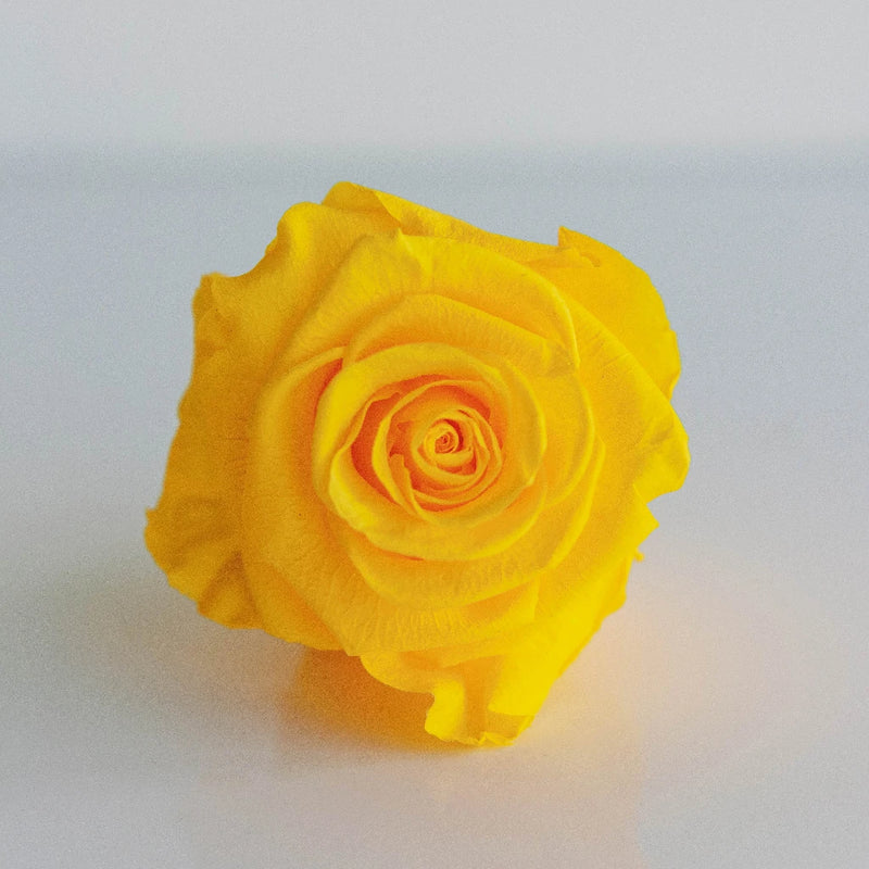 Preserved Yellow Rose Close Up - Image
