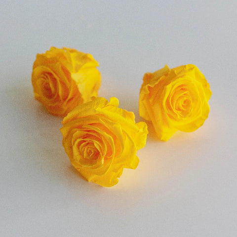 Preserved Yellow Rose Stem - Image