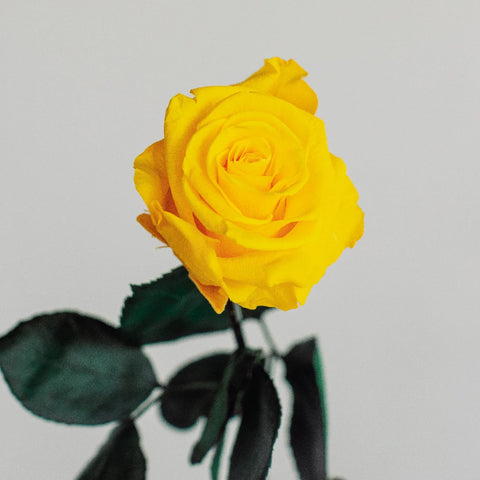 Preserved Yellow Rose Vase - Image