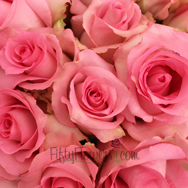 Priceless Pink Rose