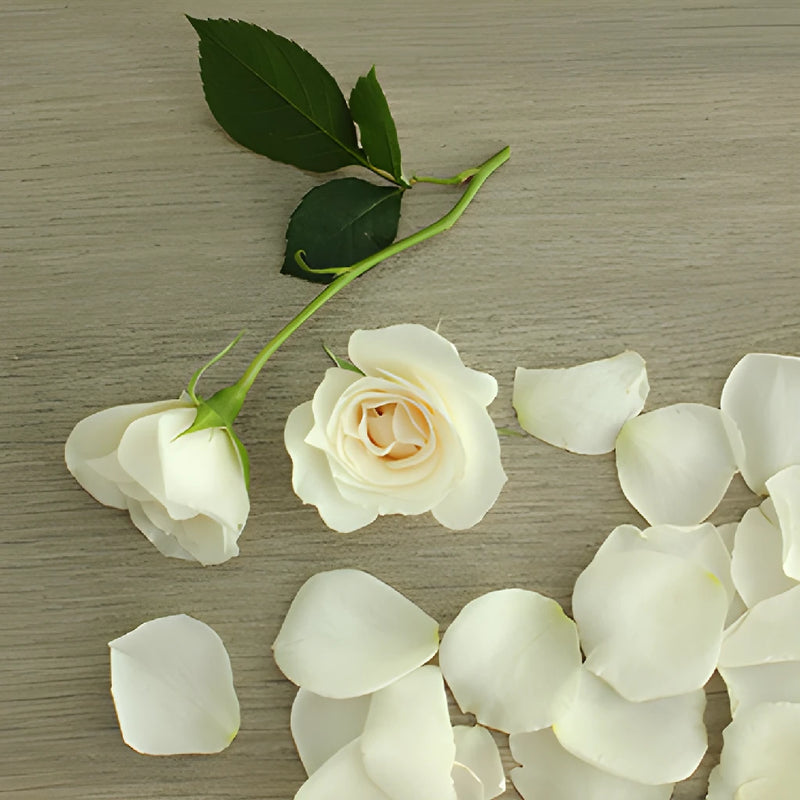Princess Ivory Cream Spray Rose Bunch