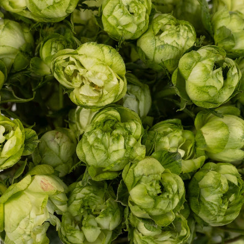 Princess Midori Spray Roses Close Up - Image