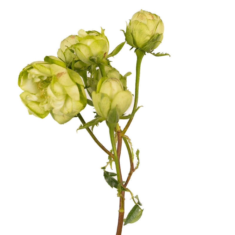 Princess Midori Spray Roses Stem - Image