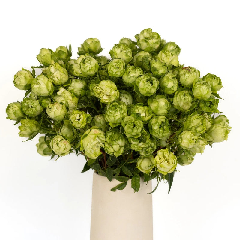 Princess Midori Spray Roses Vase - Image