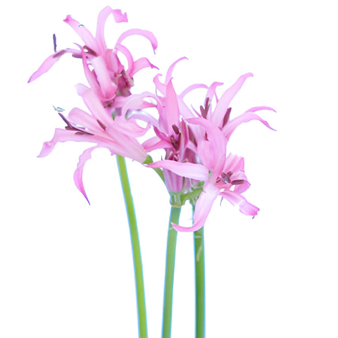 Pink Nerine Flowers