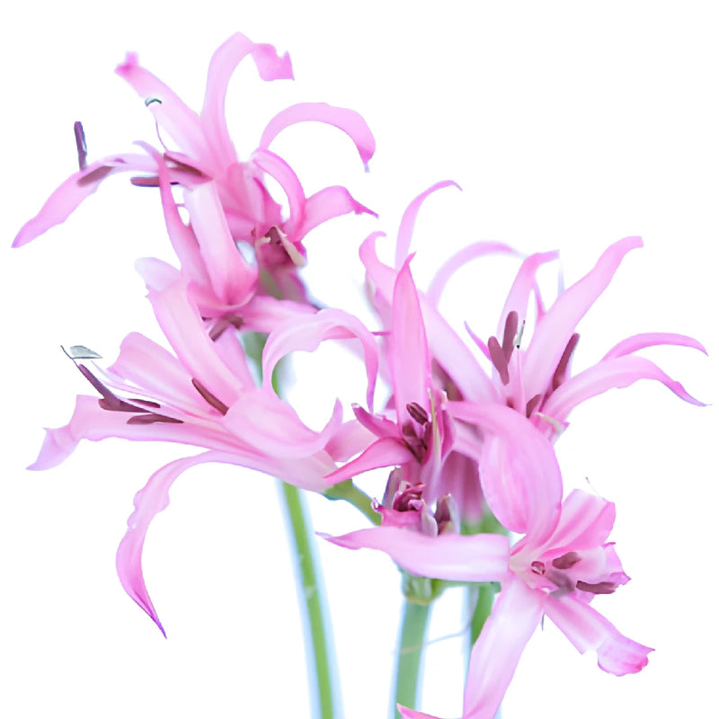 Pink Nerine Flowers