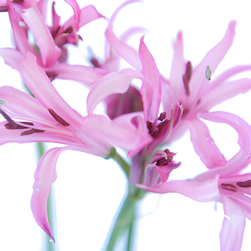 Pink Nerine Flowers