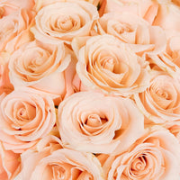 Cleo Roses Close Up - Image