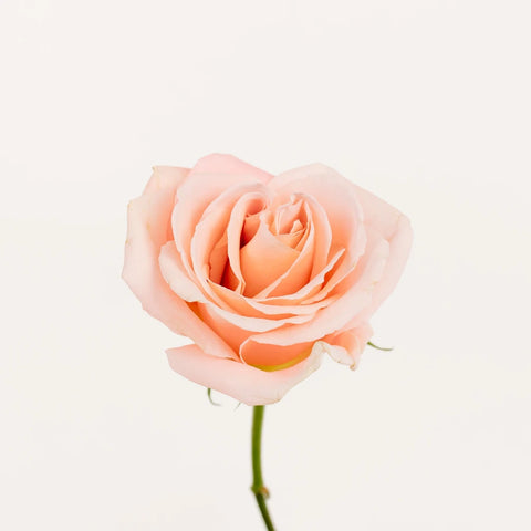 Cleo Roses Stem - Image