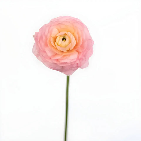 Peach Ranunculus Close Up - Image
