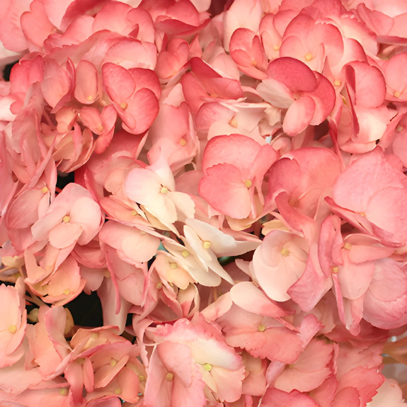 Airbrushed Sunkissed Hydrangea Flower Up Close