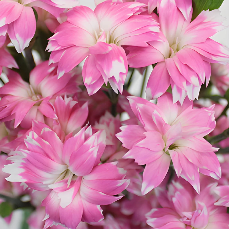 Pink Star Dianthus Flowers