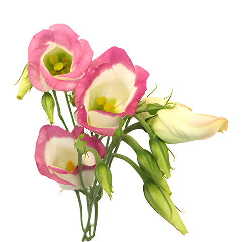 Piccolo Hot Lip Single Lisianthus Wholesale Flower Bloom