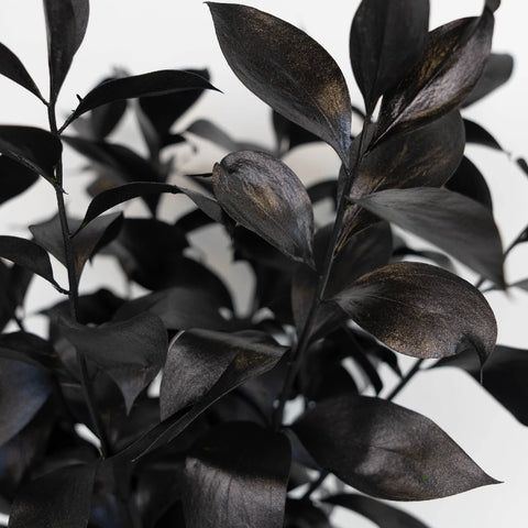 Black Tinted Ruscus Greenery Close Up - Image
