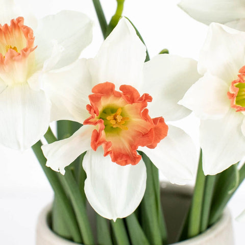 Pink and White Daffodil Flower Up Close