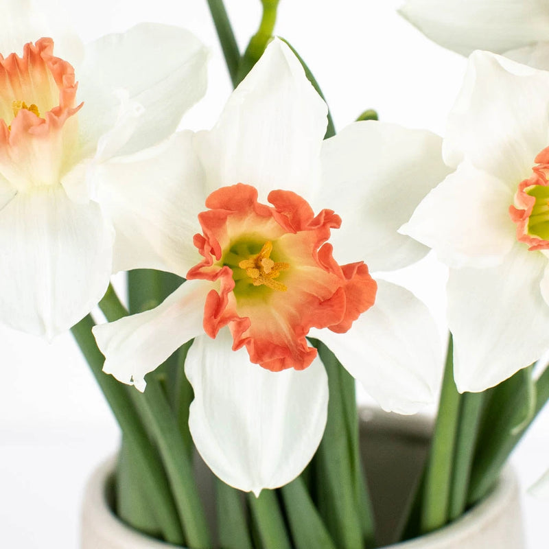 Pink and White Daffodil Flower Up Close