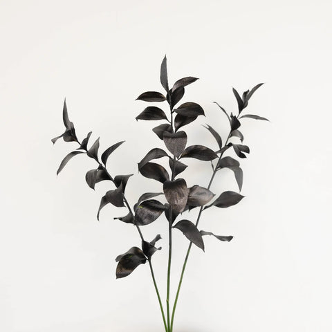 Black Tinted Ruscus Greenery Stem - Image