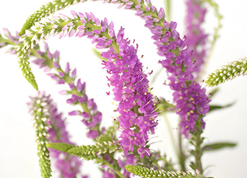 Pink Veronica Flower