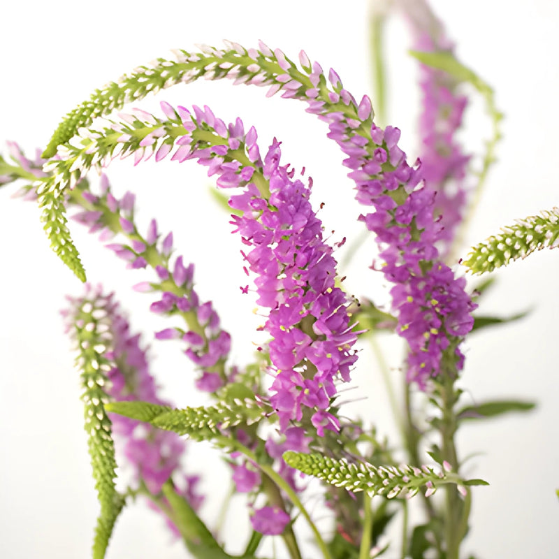 Pink Veronica Flower