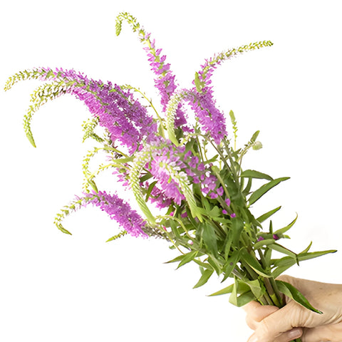 Pink Veronica Flower
