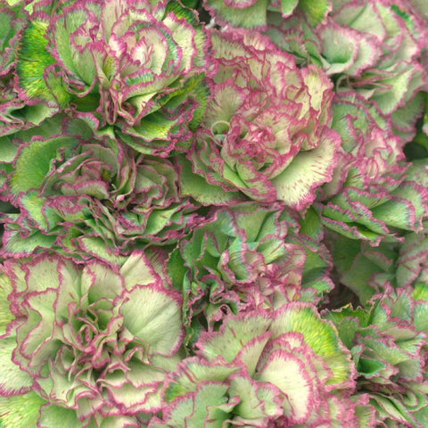 Watermelon Sugar Carnation Flower Close Up - Image
