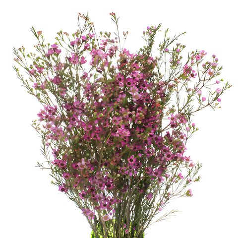 Pink Wax Flowers